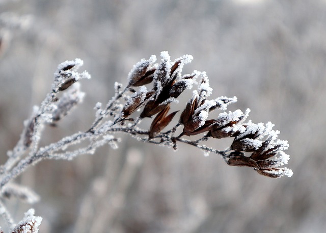 zima z pohledu čínské medicíny a antroposofie